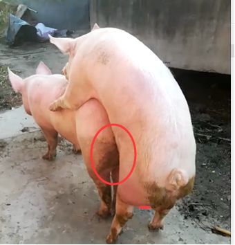 公猪繁殖母猪的过程图片