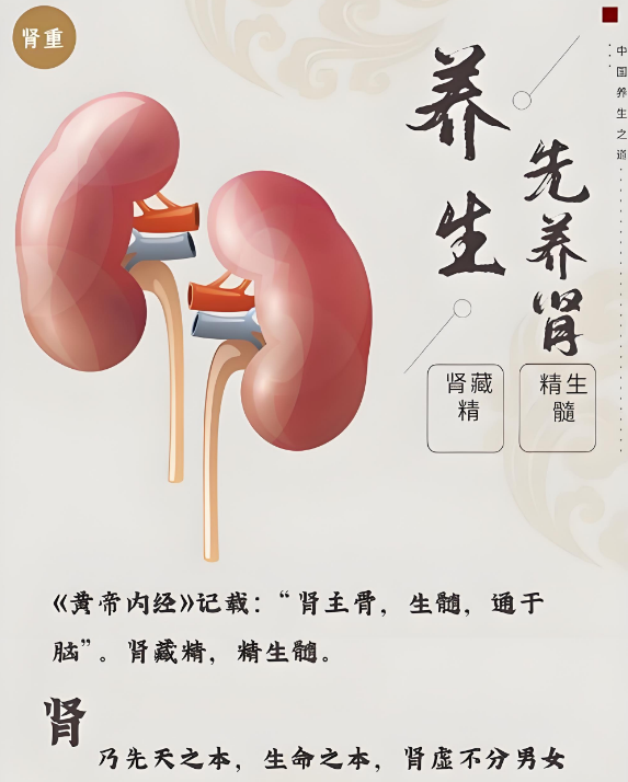 壮腰先强肾，一个补肾的中成药，专治莫名腰痛、白发！