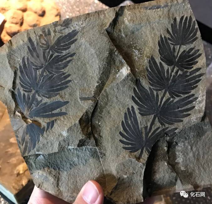 那些美丽的石头黄石展