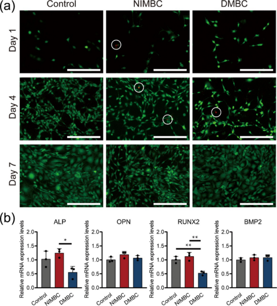 医用诱导骨基质是什么中国科学技术大学俞书宏课题组：基于基质诱导快速矿化法制备耐水类珍珠母复合材料，可作为潜在的致密骨修复材料_https://www.jmylbn.com_新闻资讯_第5张