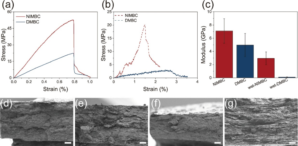 医用诱导骨基质是什么中国科学技术大学俞书宏课题组：基于基质诱导快速矿化法制备耐水类珍珠母复合材料，可作为潜在的致密骨修复材料_https://www.jmylbn.com_新闻资讯_第3张