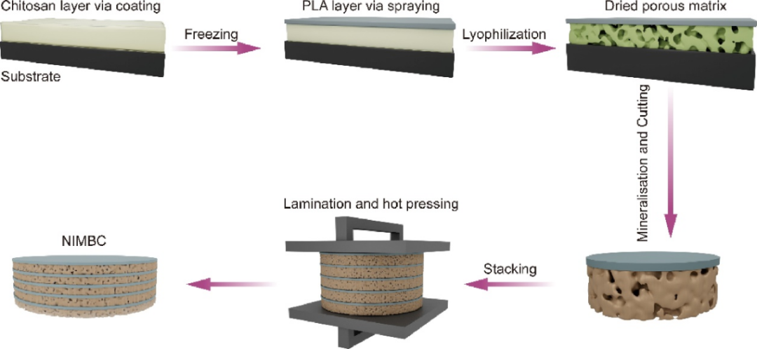 医用诱导骨基质是什么中国科学技术大学俞书宏课题组：基于基质诱导快速矿化法制备耐水类珍珠母复合材料，可作为潜在的致密骨修复材料_https://www.jmylbn.com_新闻资讯_第2张