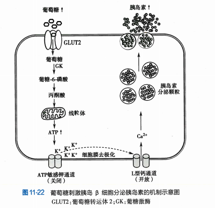 【教材拓展】胰岛素的作用机制