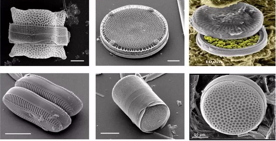 北疆硅藻泥怎么样_北疆硅藻泥怎么样_北疆硅藻泥怎么样