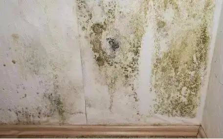 北疆硅藻泥怎么样_北疆硅藻泥怎么样_北疆硅藻泥怎么样