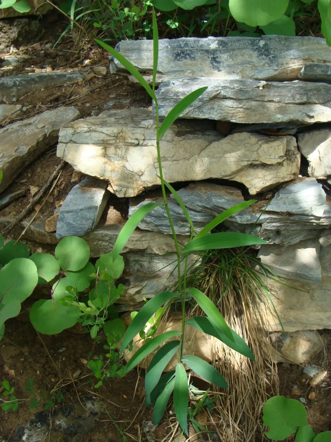 柴胡：治肝气郁结之要药