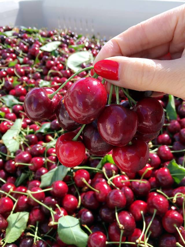 东航包机波音777产地直采,加州车厘子2磅众筹包机主要64元,还包邮!