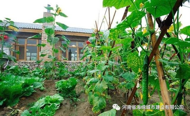 院子里的“热岛效应” 院子里的“热岛效应”