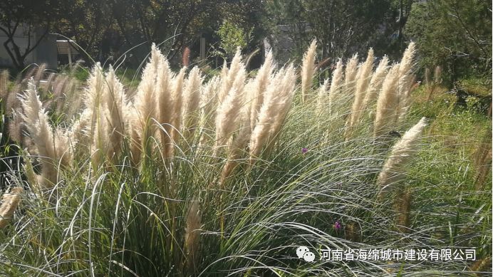 『学习篇』李冰带领全体毕业生走进海绵城市试点——鹤壁 『学习篇』李冰带领全体毕业生走进海绵城市试点——鹤壁