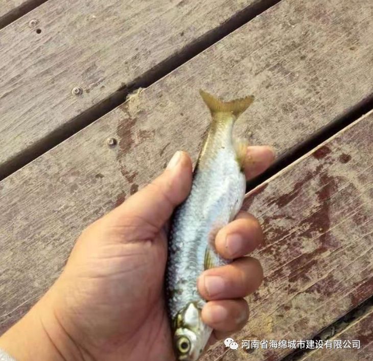 周末走进贾鲁河感受百里风光画卷 周末走进贾鲁河感受百里风光画卷