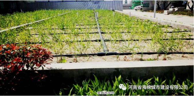 城市之肾,为城市水系“ 排毒”“解毒” 城市之肾,为城市水系“ 排毒”“解毒”