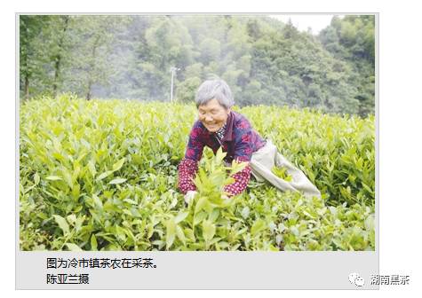 【人民日报】黑茶产业作为脱贫产业，如何最大限度地让以贫困户为