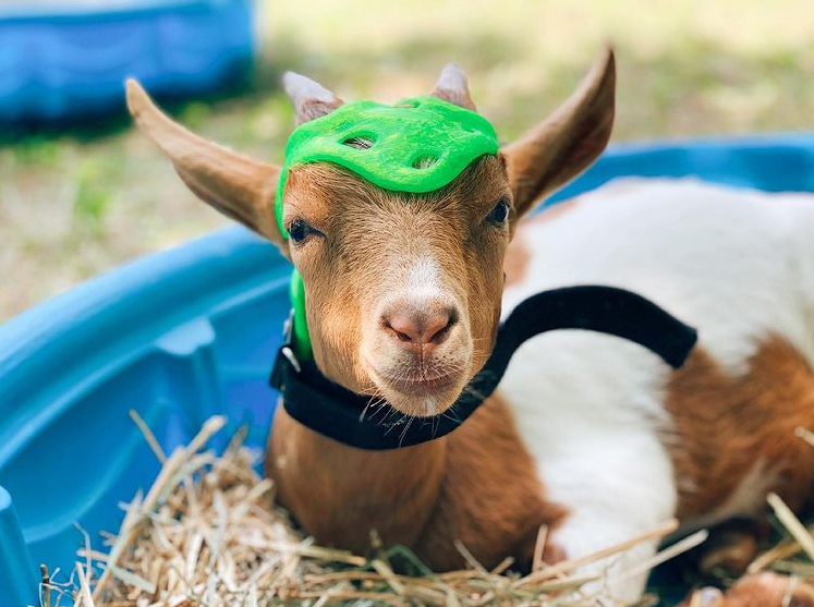 太有爱！54岁的3D打印初学者，为有特殊需要的狗定制了义肢和头盔的图17