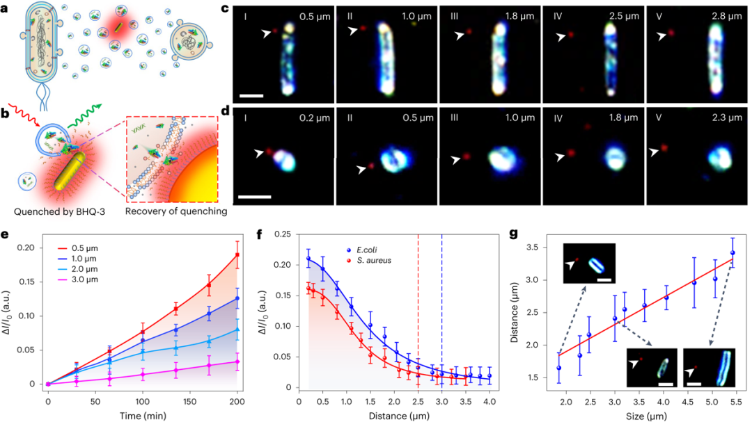 Nat. Photonics | 等离激元纳米天线揭示细菌酶分子振荡的图2