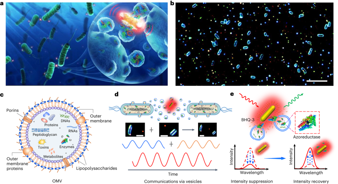 Nat. Photonics | 等离激元纳米天线揭示细菌酶分子振荡的图1