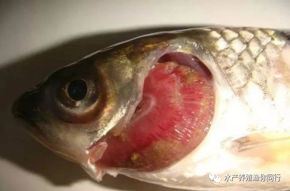 车轮虫流行的高峰季节是5-8月,在鱼苗养成夏花鱼种的池塘中最易发生.