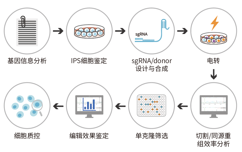 ips细胞基因编辑流程 诺扬生物