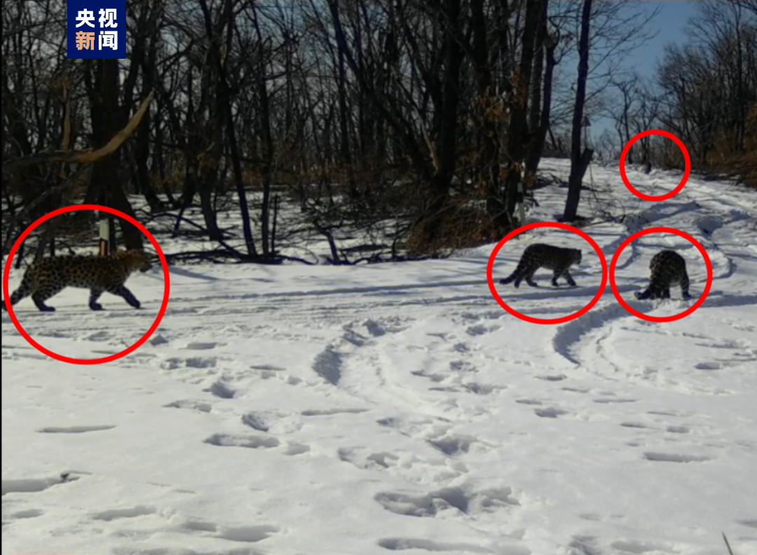四豹同框野生东北豹一家四口悠闲春游