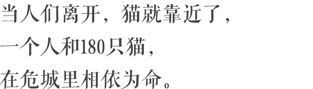 敘利亞丨就算恐怖分子炸死我，我也不會放開這180只貓。 寵物 第7張