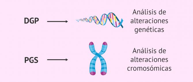 试管染色体检查结果解读_染色体试管婴儿_9号染色体倒位必须做试管吗