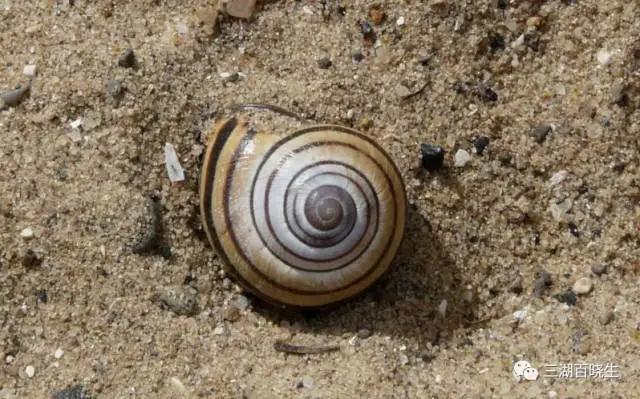 珍珠虎 珍珠虎
