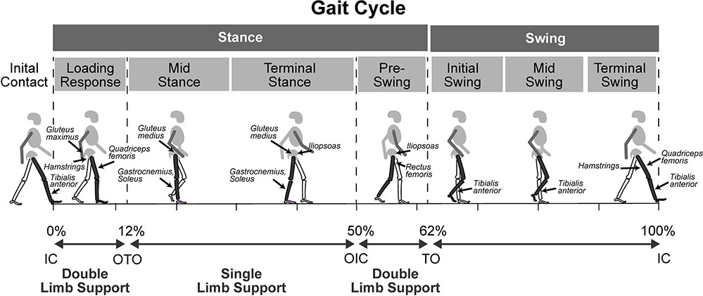 步态分析上曲线怎么解读步态分析，认识我们的步态和异常步态_https://www.jmylbn.com_新闻资讯_第3张