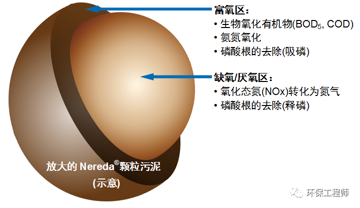 好氧颗粒状污泥示意图