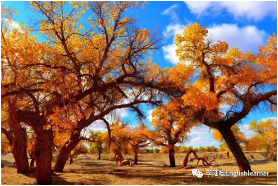 森林的英语 英语教学的“树木”与“森林”