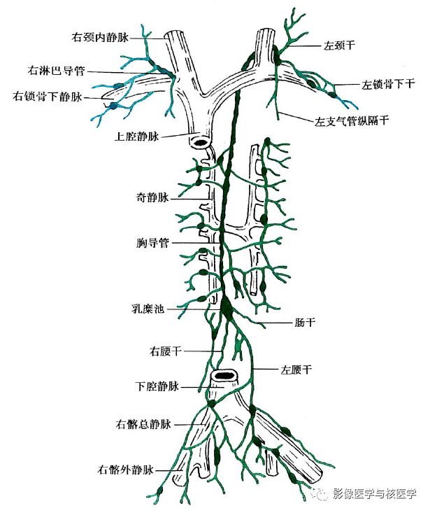 解剖 胸部淋巴结全解1 影像医学与核医学 微信公众号文章阅读 Wemp