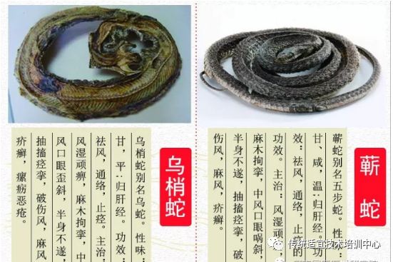 每日一味学中药 乌梢蛇 传统适宜技术培训中心 微信公众号文章阅读 Wemp