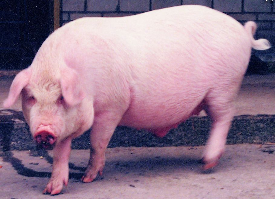 哲理：一只猪在派出所的故事