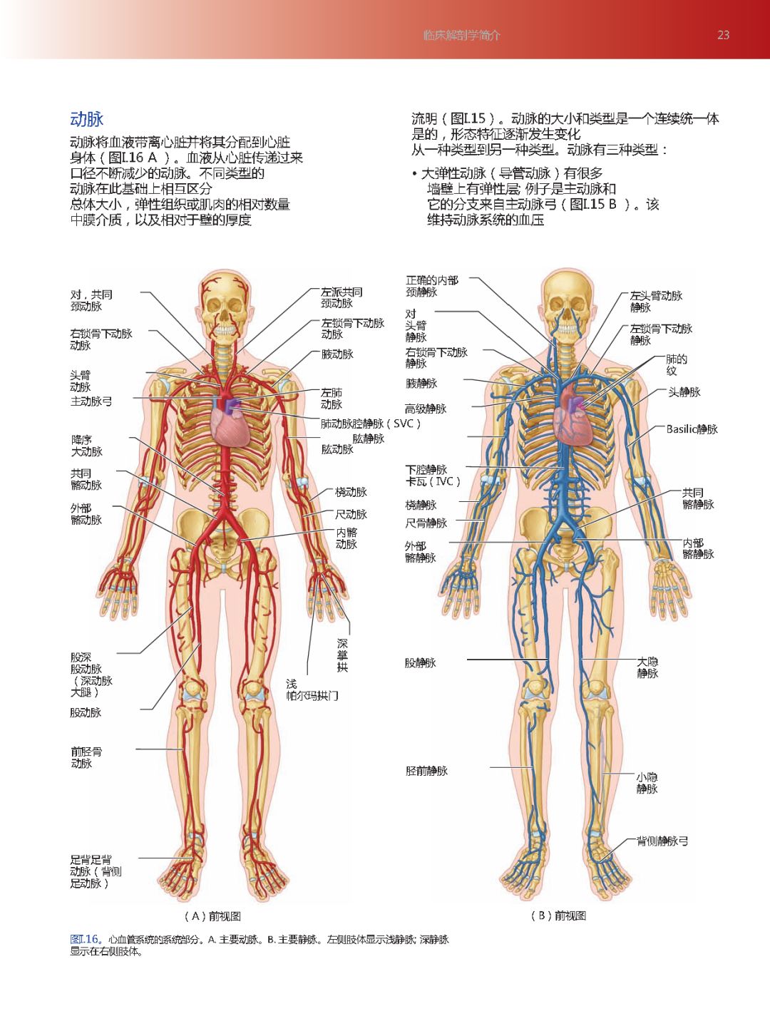 免费领取 临床解剖学精要 第五版 中文版首发 美业那点事 微信公众号文章阅读 Wemp