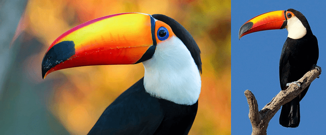 10个关于“鸟”的仿生设计的图65