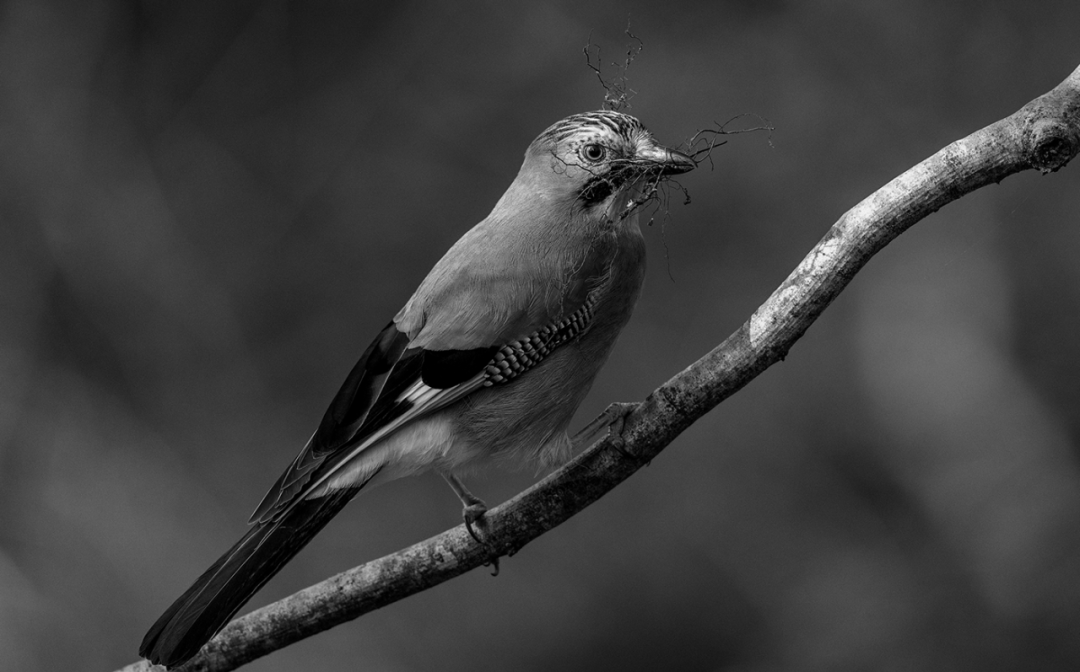 10个关于“鸟”的仿生设计的图4