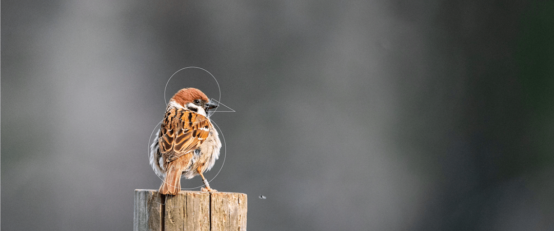 10个关于“鸟”的仿生设计的图43