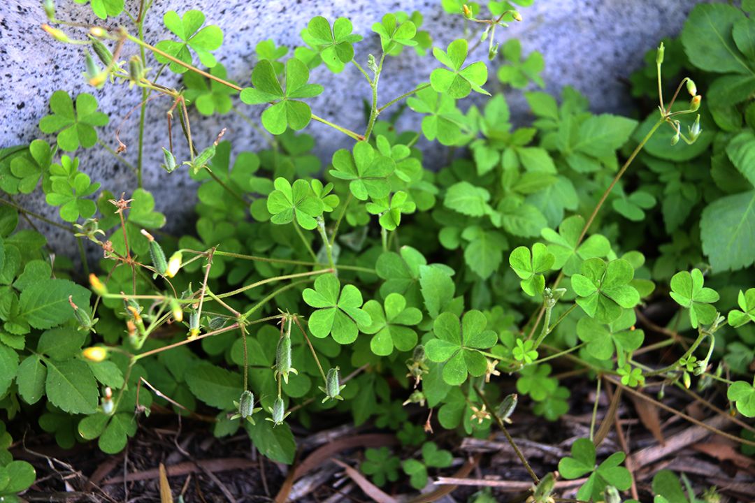 扫墓节 这种常见坟头草你都认识吗 不少含剧毒 千万别让孩子碰 自由微信 Freewechat
