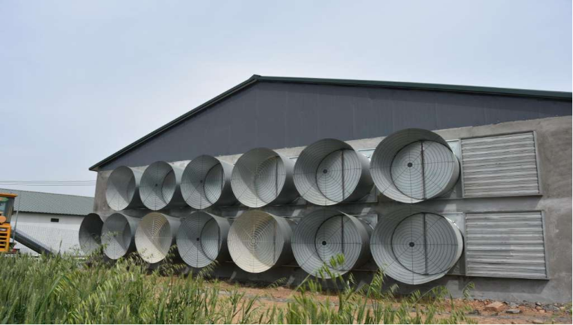 肉鸡养殖过程中鸡舍内风机通风时间如何设定