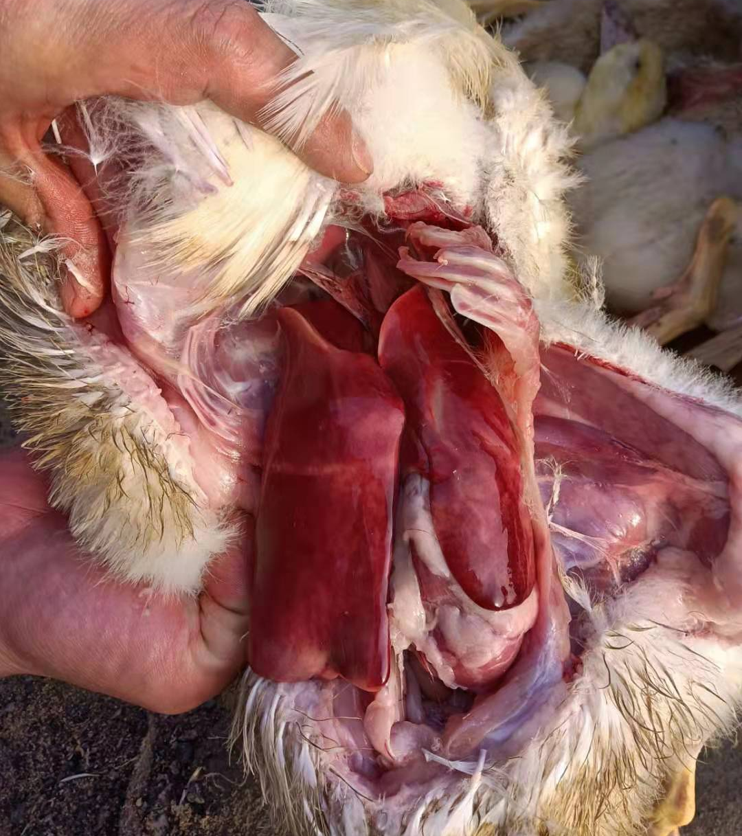 东营广饶养殖户缪老板养殖16000只鸭,在25天接到通知反映说鸭肝反复打