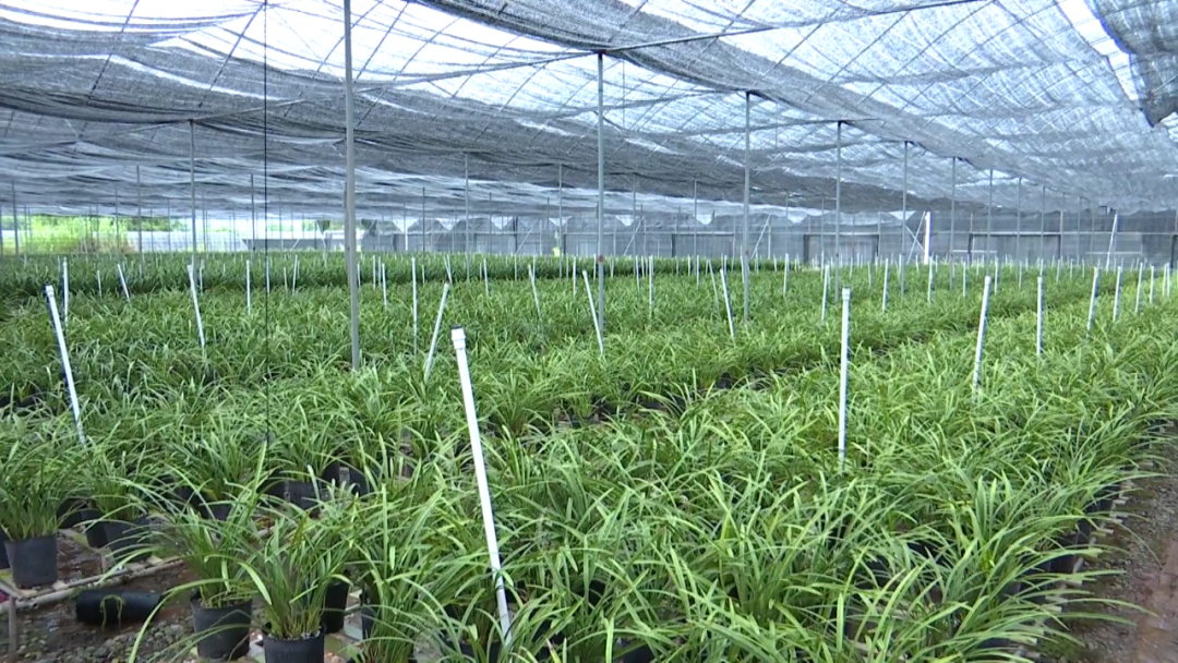 翁源兰商林志全依托兰花产业12221市场体系建设