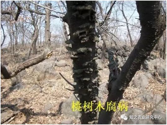 果树上长蘑菇 是不是要发财了 饲料厂