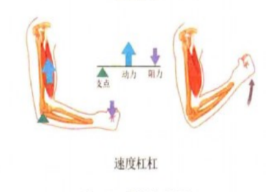 为什么会有单关节器械带背第五期 ｜ 体育动作解剖学分析_https://www.jmylbn.com_新闻资讯_第9张