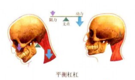 为什么会有单关节器械带背第五期 ｜ 体育动作解剖学分析_https://www.jmylbn.com_新闻资讯_第7张