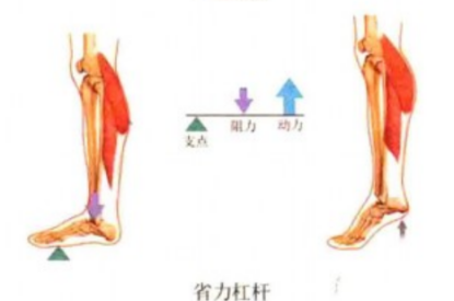 为什么会有单关节器械带背第五期 ｜ 体育动作解剖学分析_https://www.jmylbn.com_新闻资讯_第8张