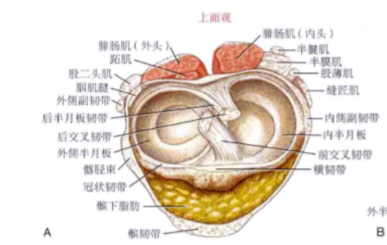 为什么会有单关节器械带背第五期 ｜ 体育动作解剖学分析_https://www.jmylbn.com_新闻资讯_第6张