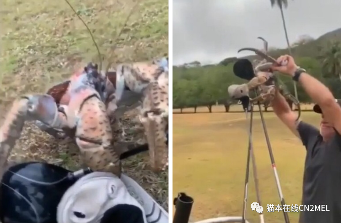 “强盗蟹”又来偷东西了！澳洲大爷发现巨蟹顺走自己的球杆 - 4
