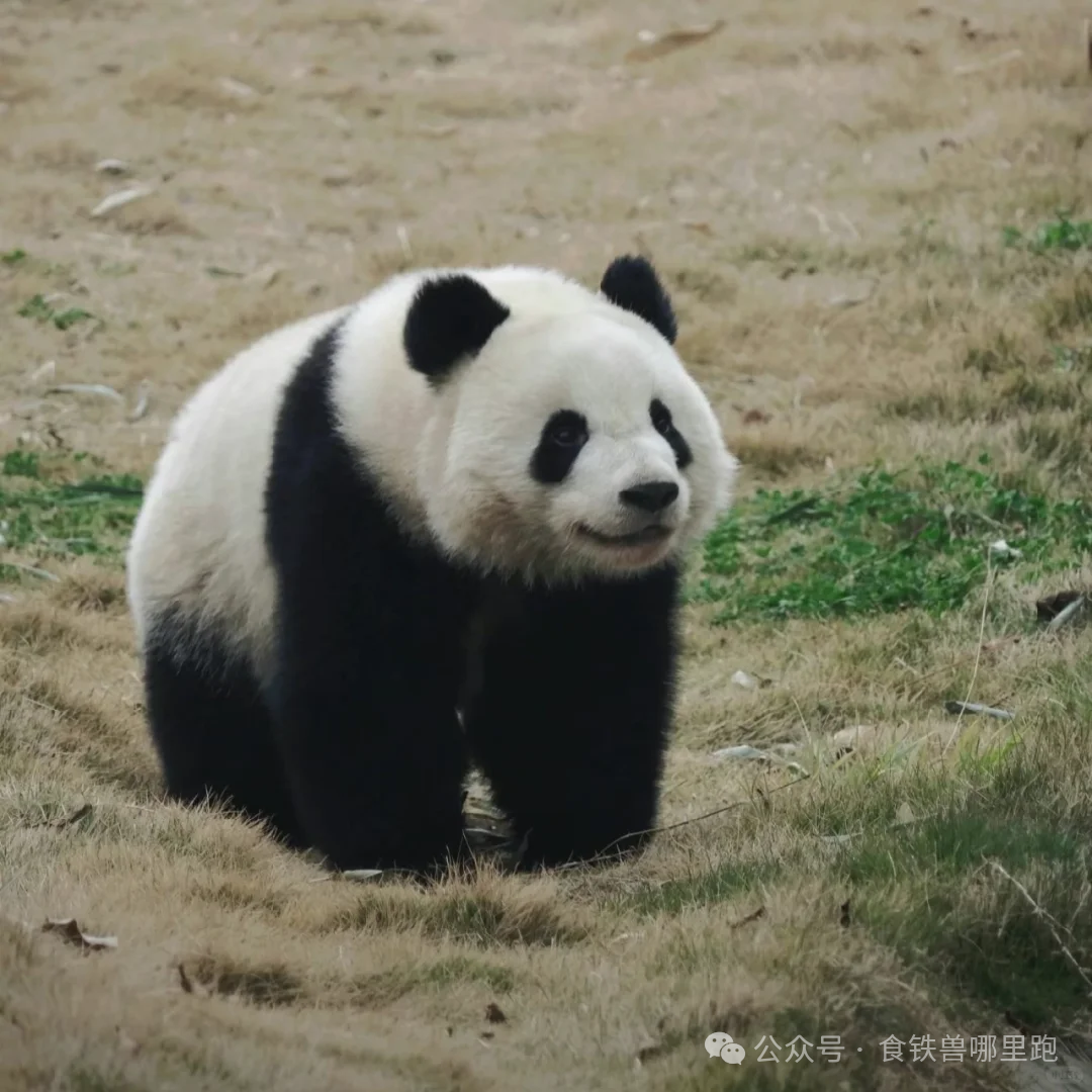 竟然被一只男熊猫甜到了