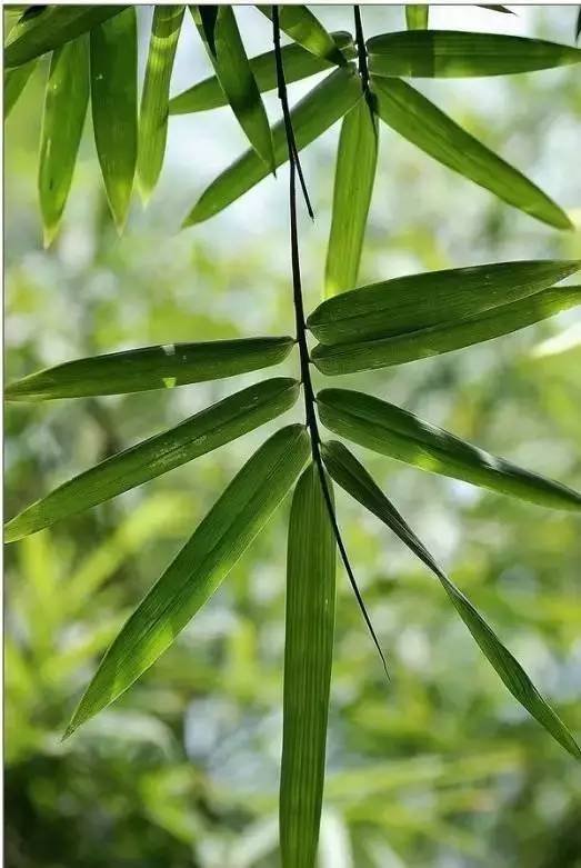 须待秋风粉落时要看凛凛霜前意婵娟已有岁寒姿解箨新篁不自持(宋)苏轼