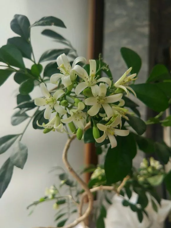 在小院里养几种 活香水 花开时节香满园 柠檬资讯