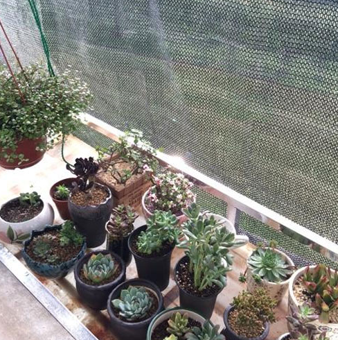 盛夏骄阳似火 记得给花草遮阴隔热防晒哦 柠檬资讯