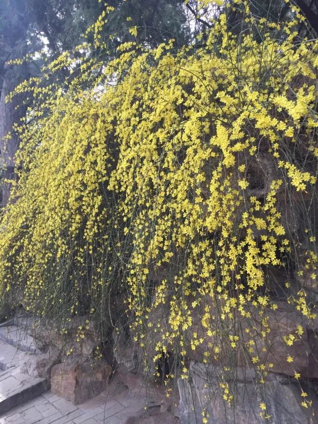 在家养几种正值花期的早春花卉 感受春天 柠檬资讯